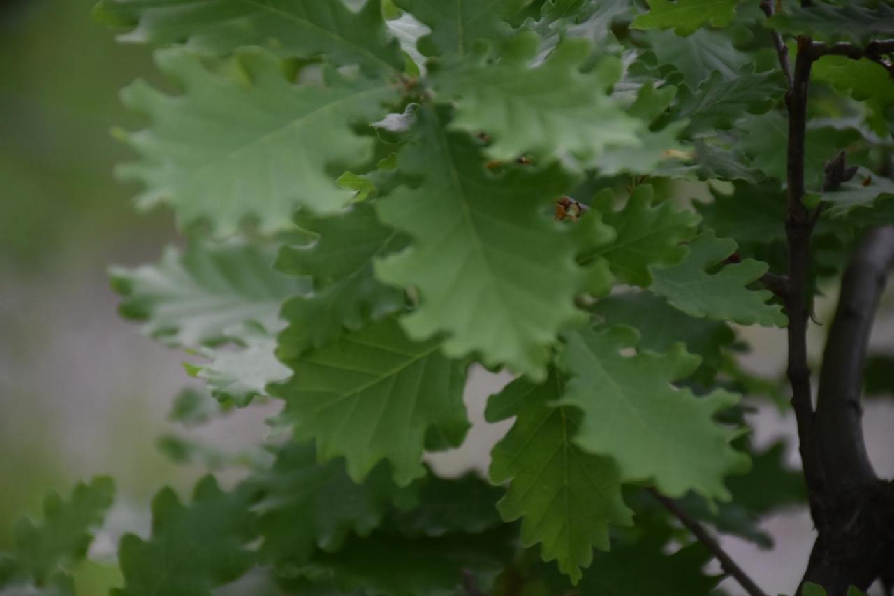 Locanda Sottolaluna 비아노 외부 사진
